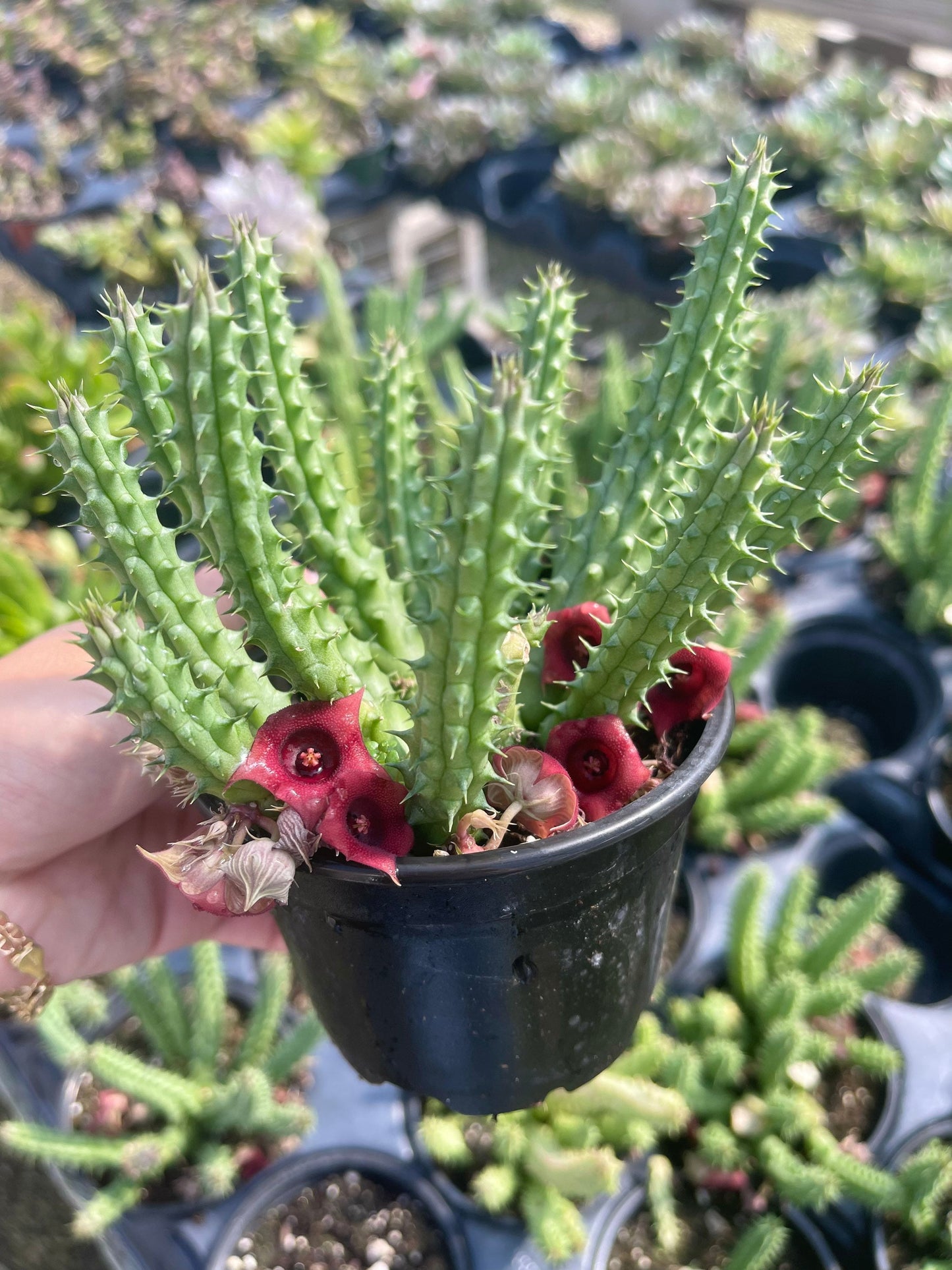 Huernia schneideriana | Red Dragon flower