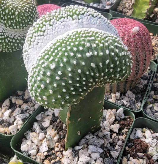 Notocactus scopa forma mostruosa cristata (grafted)