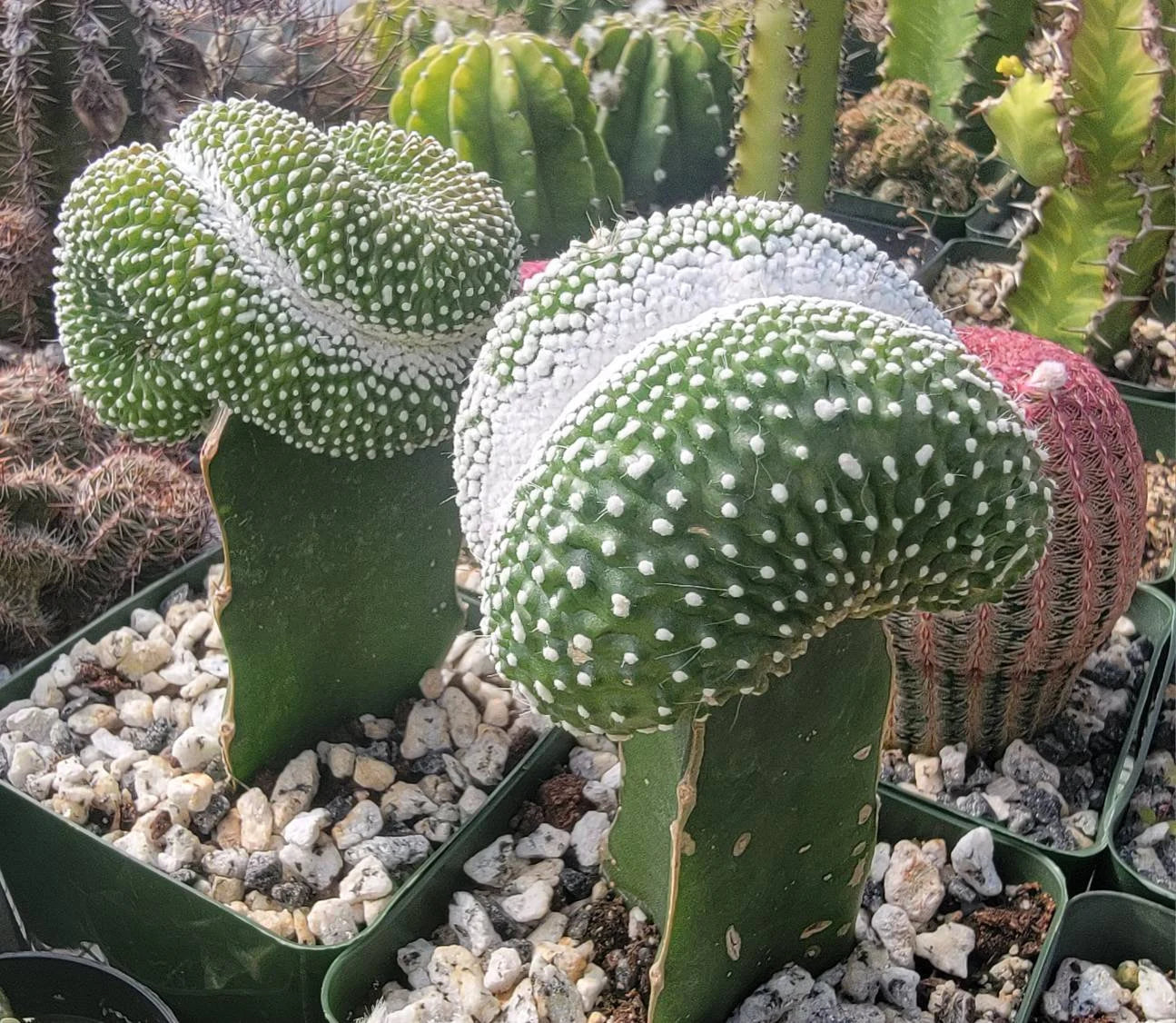 Notocactus scopa forma mostruosa cristata (grafted)