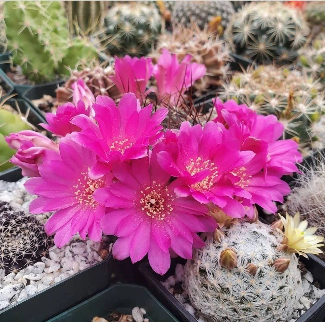 Rebutia steinbachii subv. aguilari