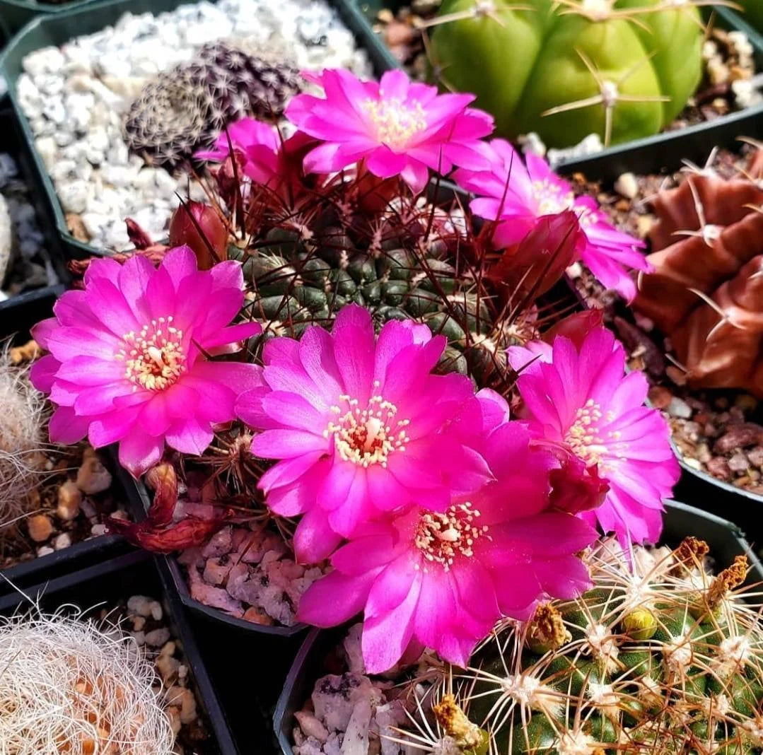 Rebutia steinbachii subv. aguilari