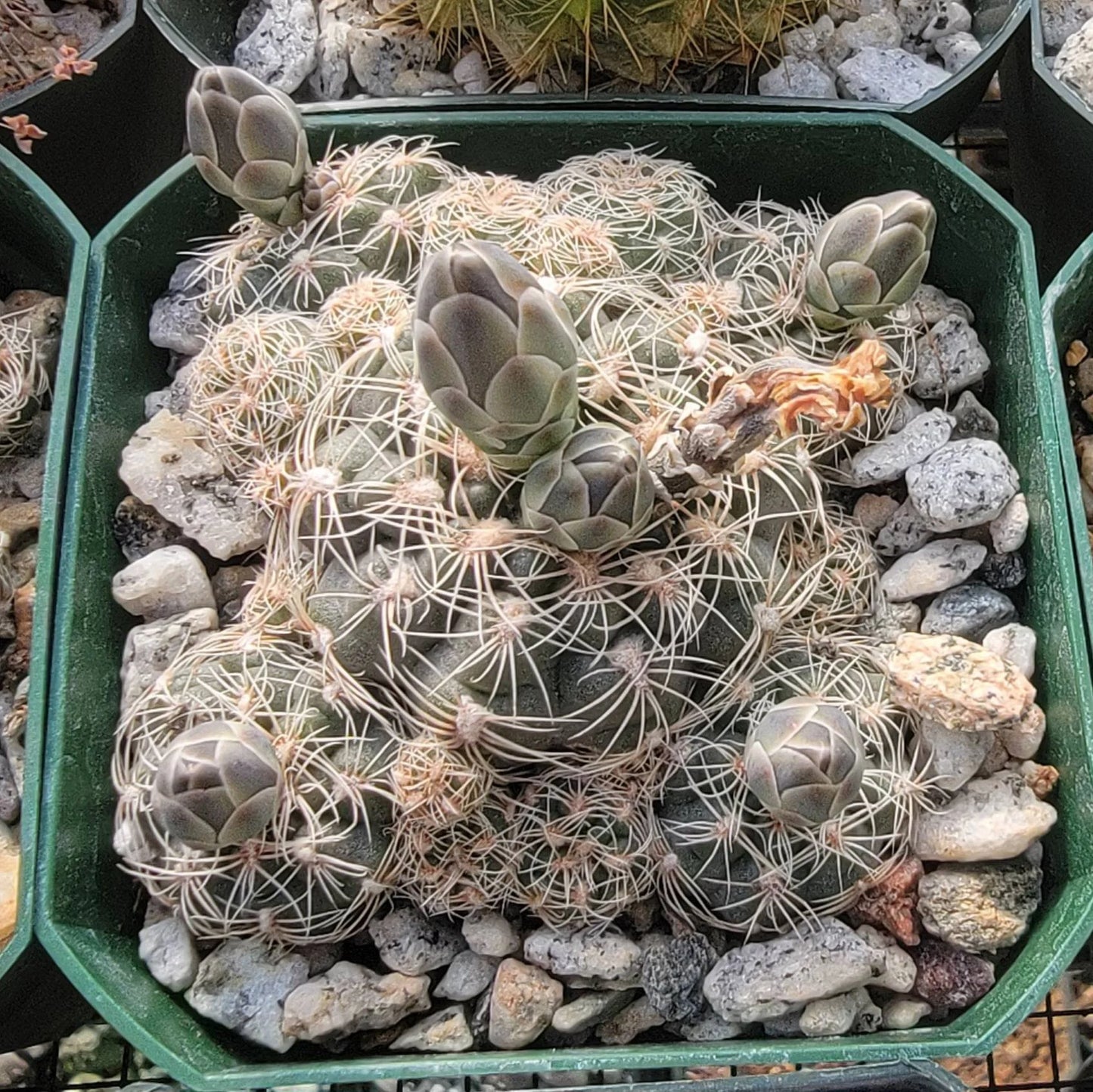 Gymnocalycium bruchii