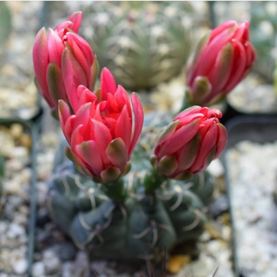 Gymnocalycium baldianum