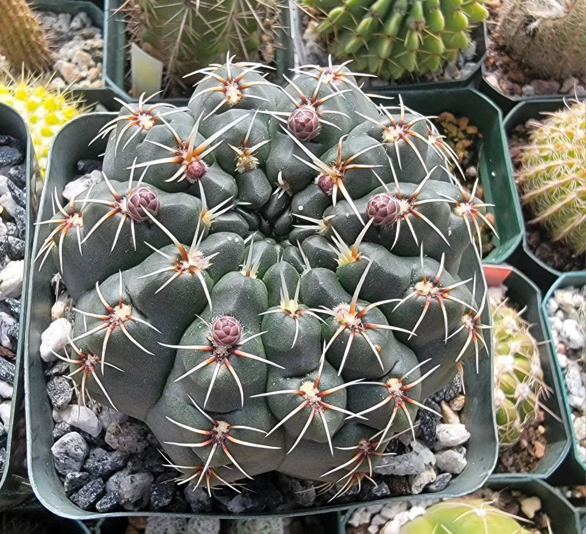 Gymnocalycium baldianum