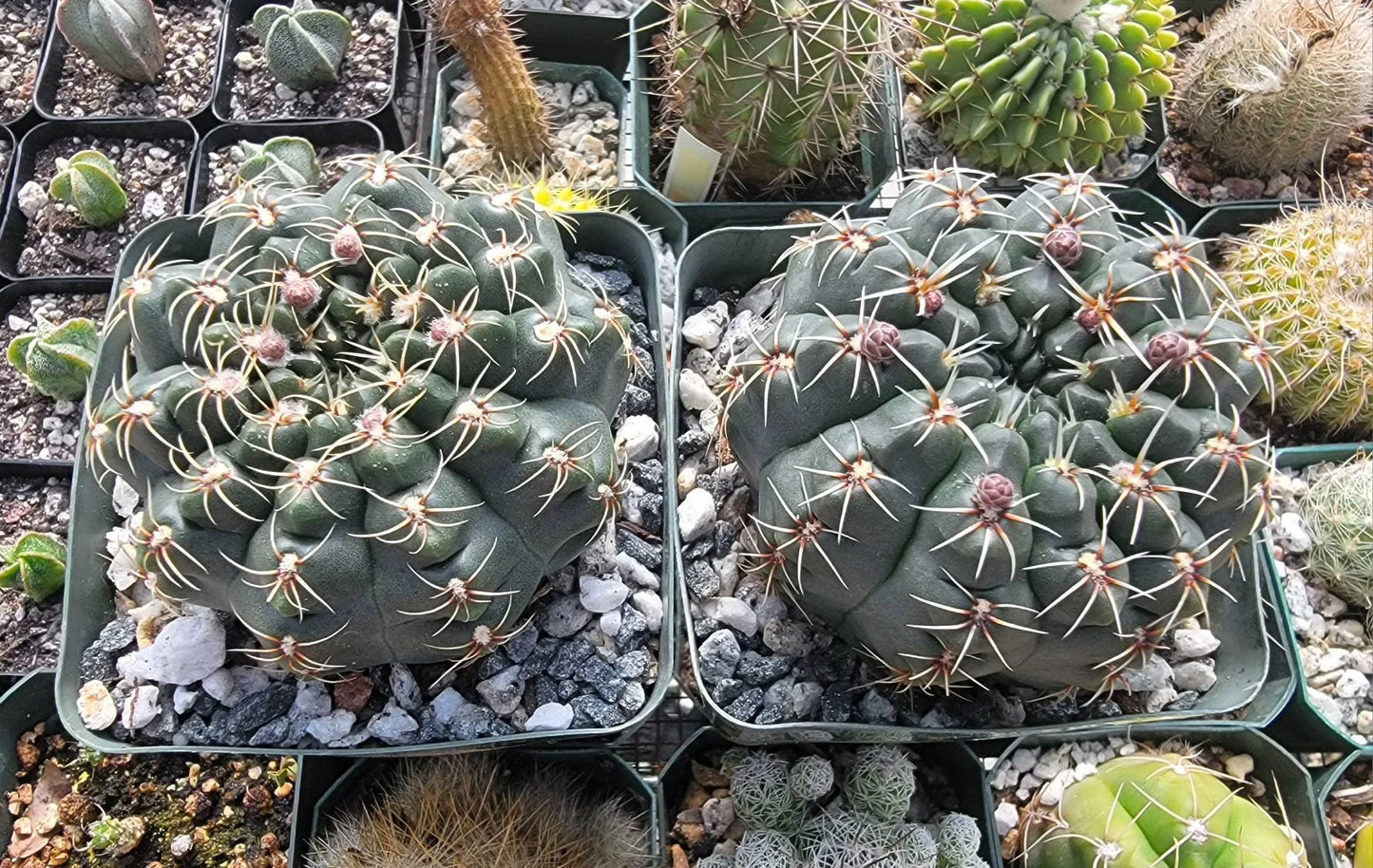 Gymnocalycium baldianum