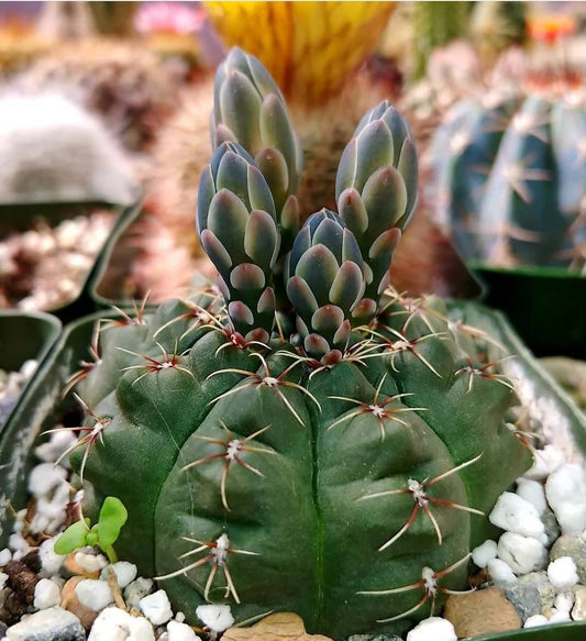 Gymnocalycium baldianum