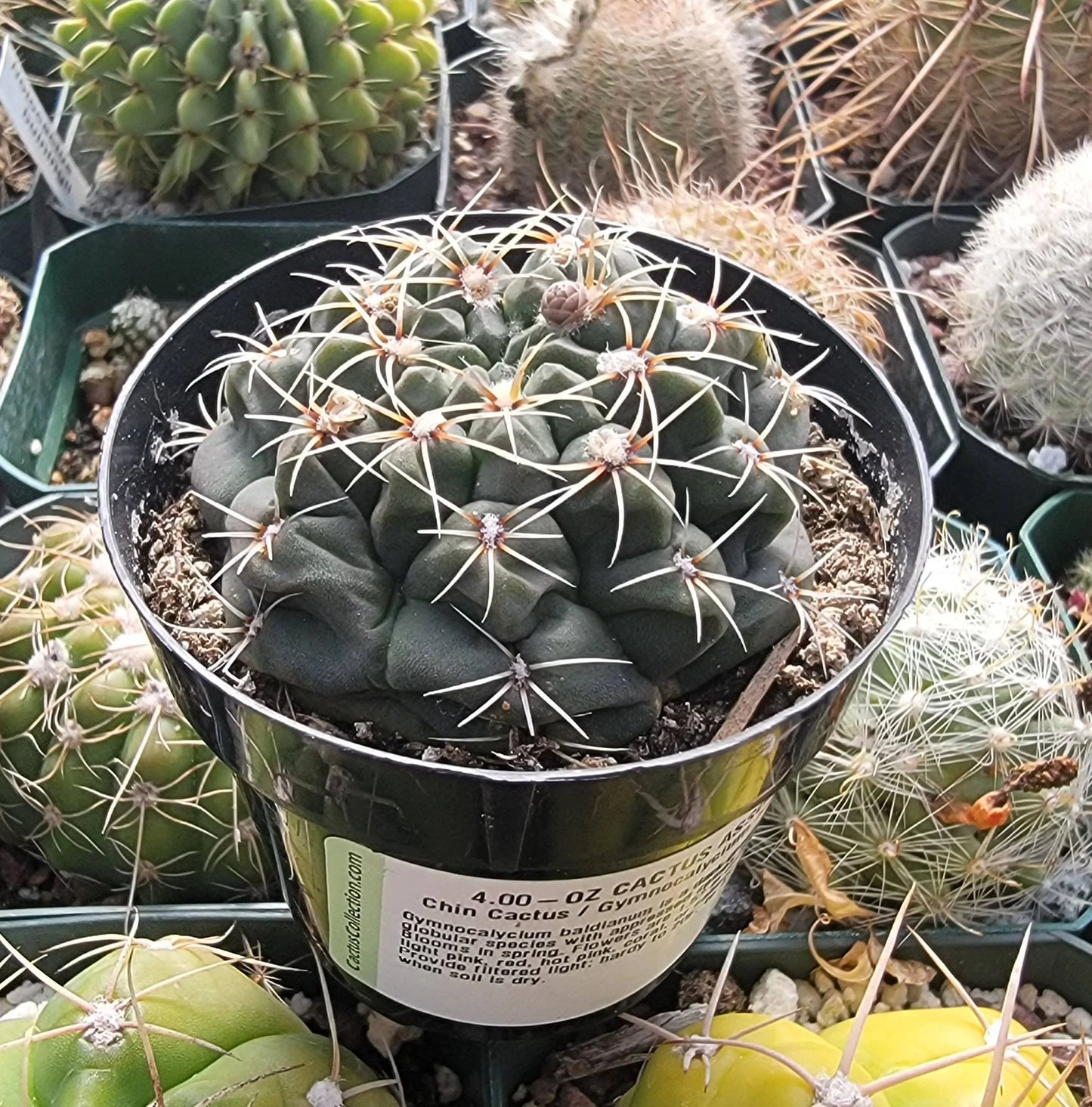 Gymnocalycium baldianum