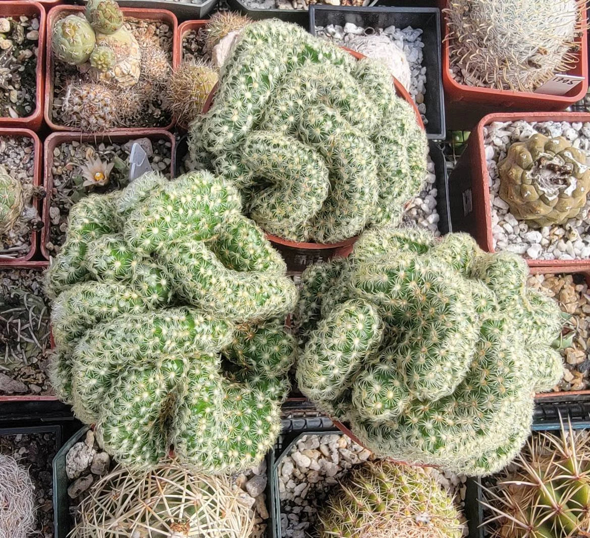 Mammillaria elongata f. cristata | Brain Cactus