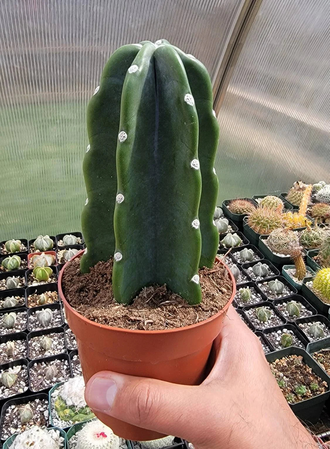 Peruvian apple cactus