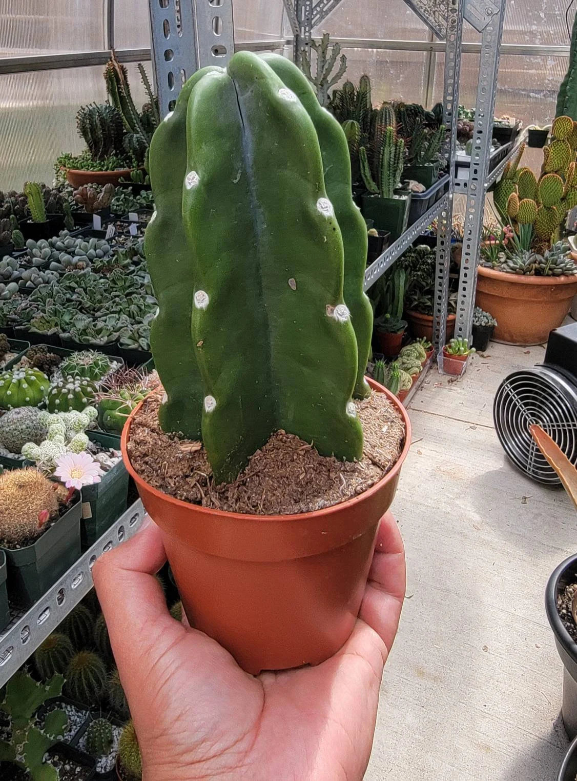 Peruvian apple cactus