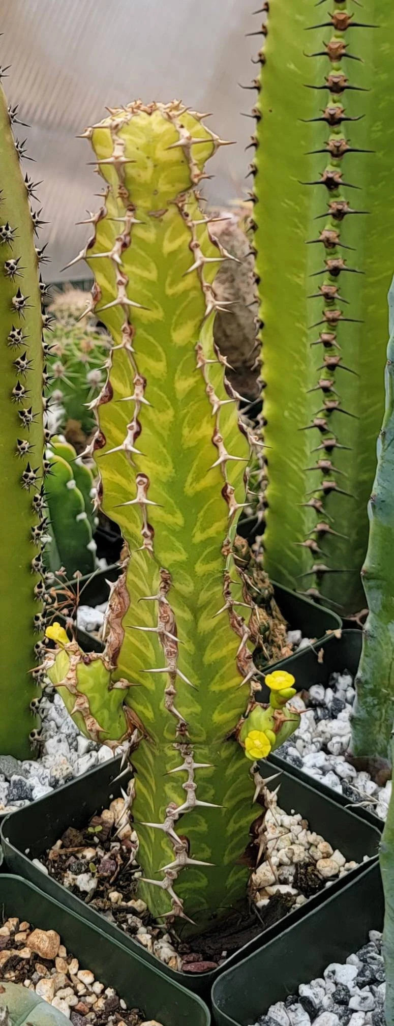 Euphorbia pseudocactus