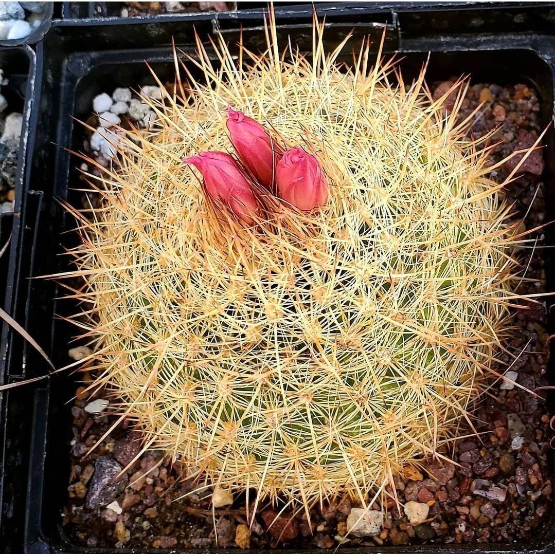 Matucana myriacantha f. roseoalba (10 seeds)