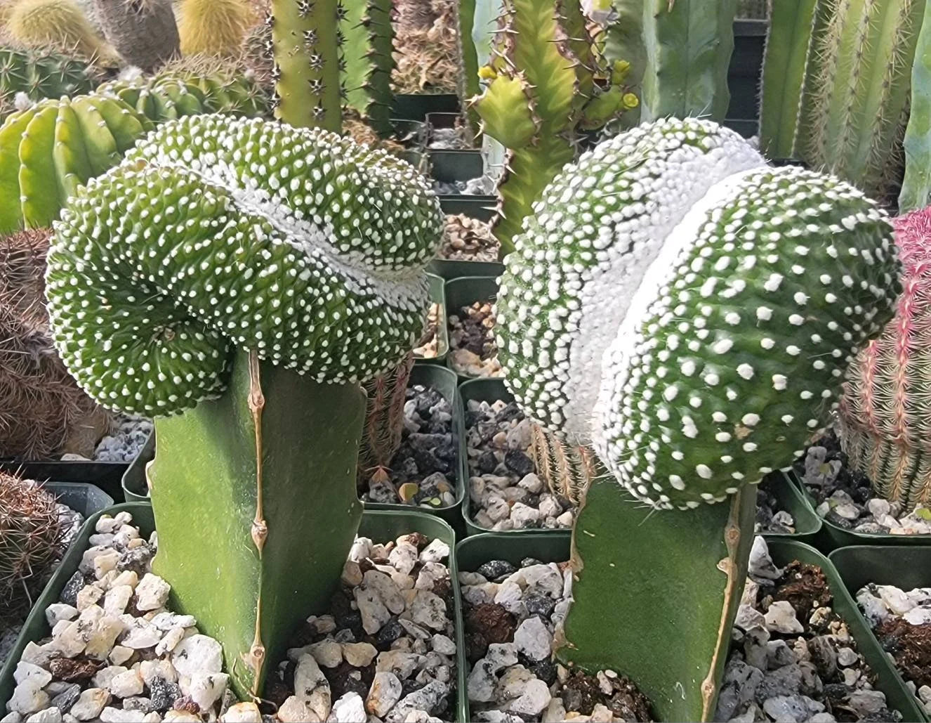 Notocactus scopa forma mostruosa cristata (grafted)