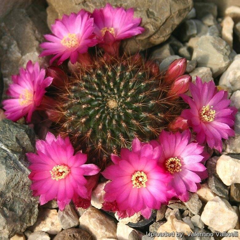 Sulcorebutia tiraquensis var. aguilari (10 seeds)