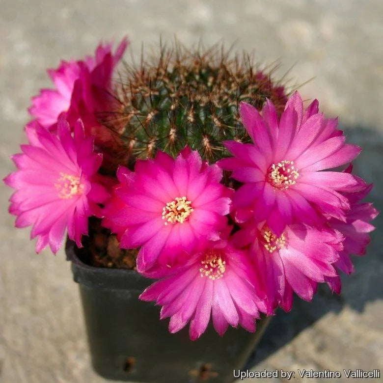 Rebutia steinbachii subv. aguilari