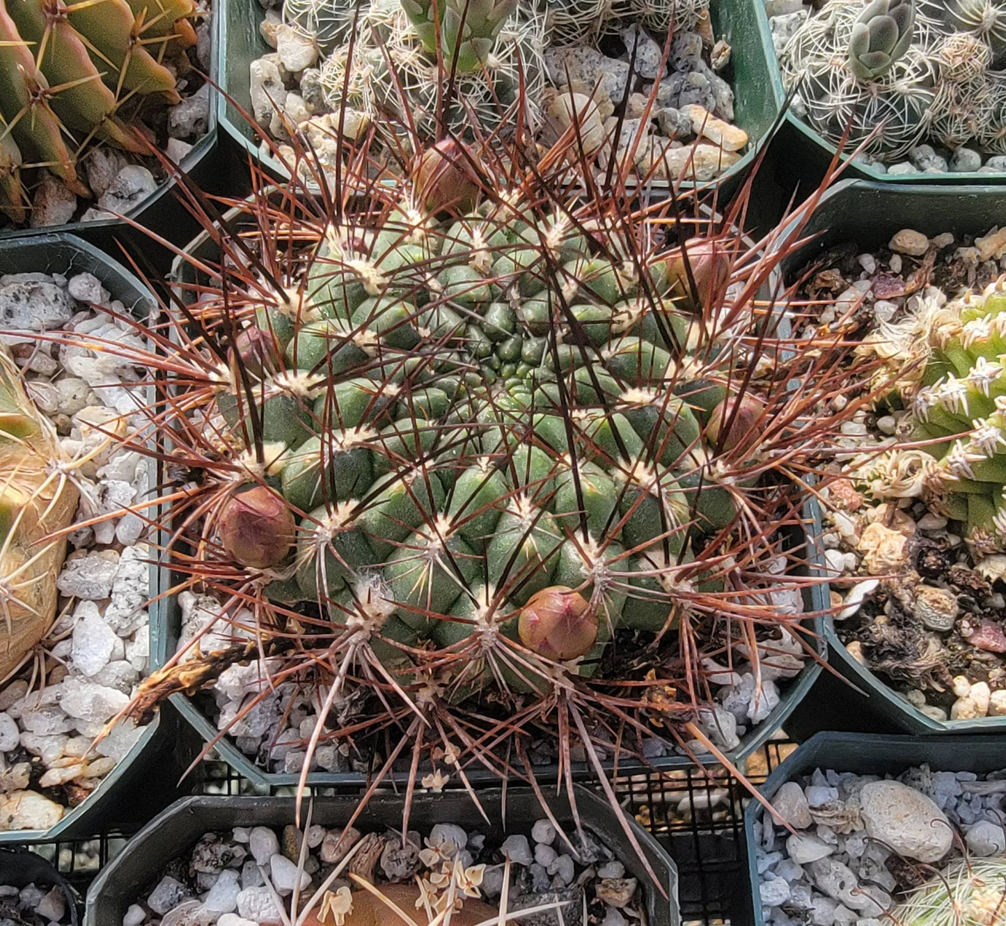 Rebutia steinbachii subv. aguilari