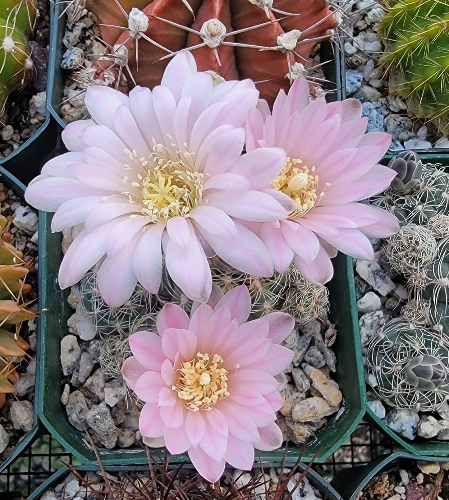 Gymnocalycium bruchii