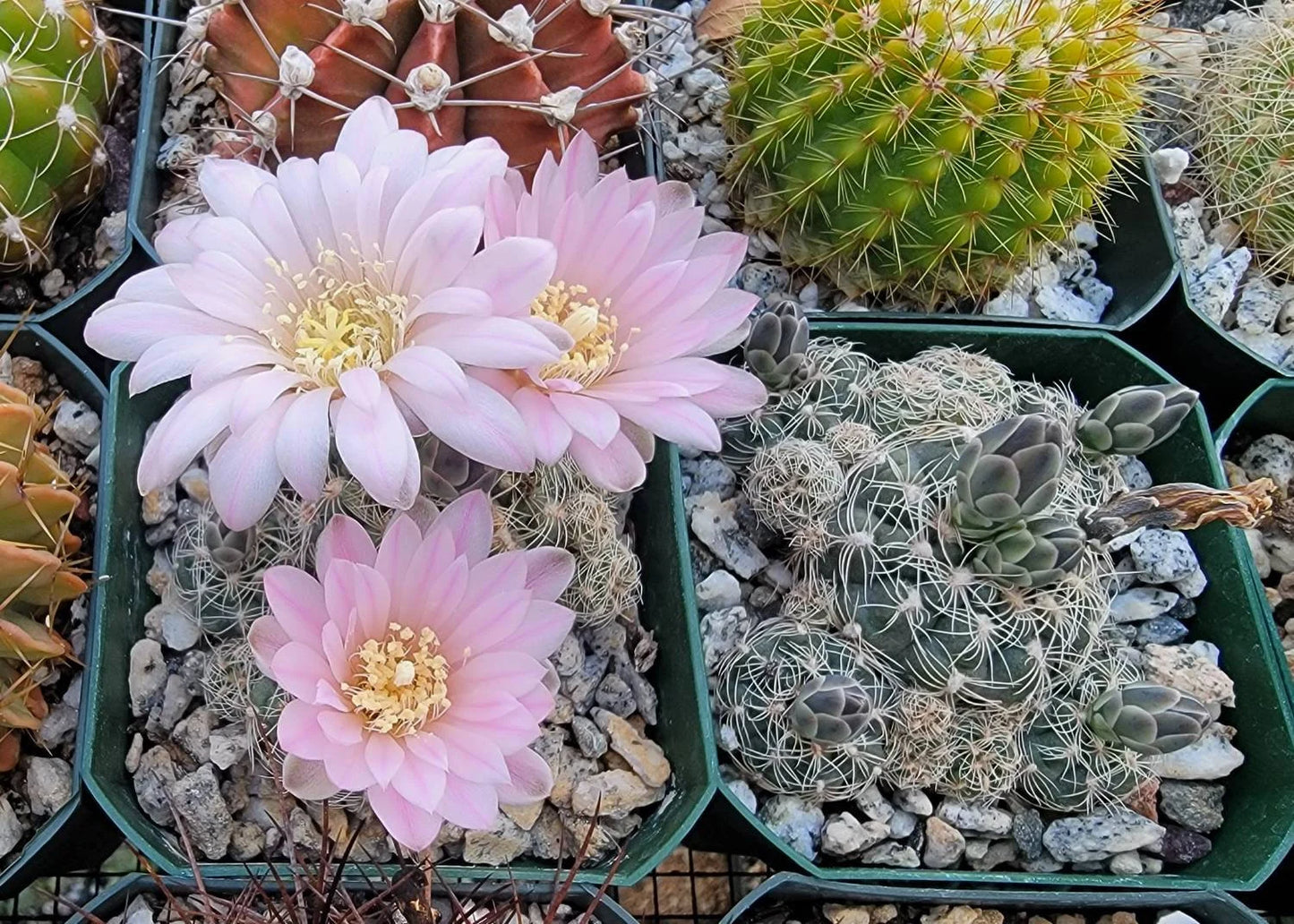 Gymnocalycium bruchii