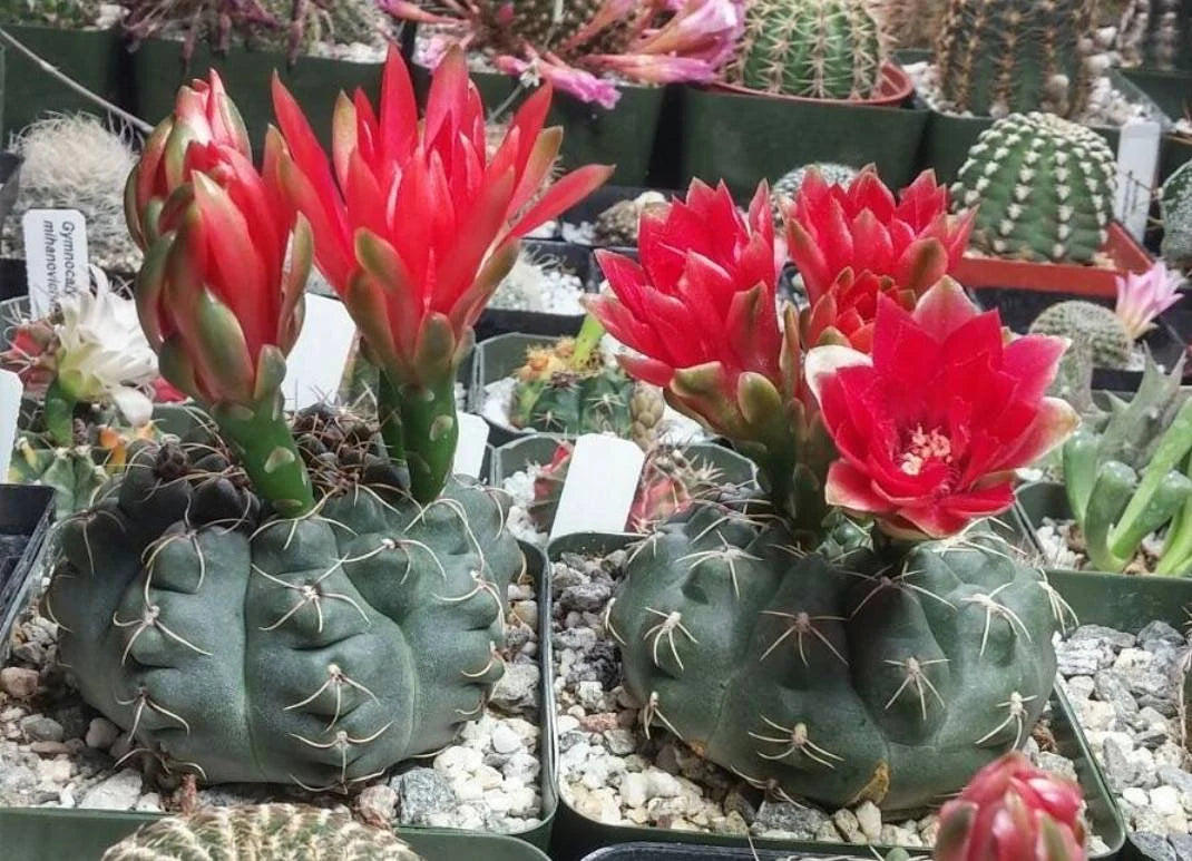 Gymnocalycium baldianum