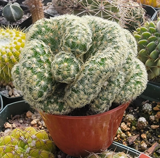 Mammillaria elongata f. cristata | Brain Cactus