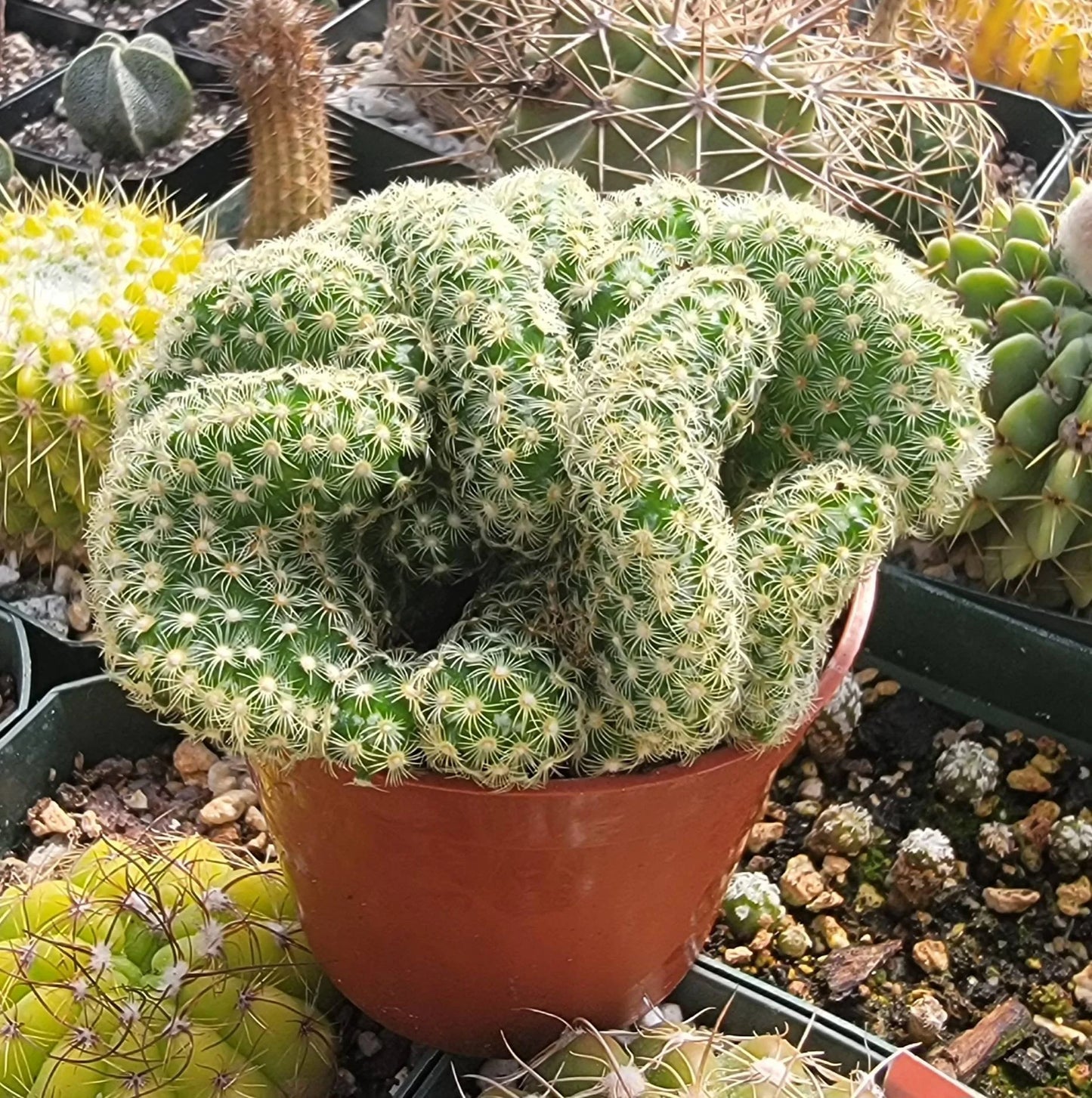 Mammillaria elongata f. cristata | Brain Cactus