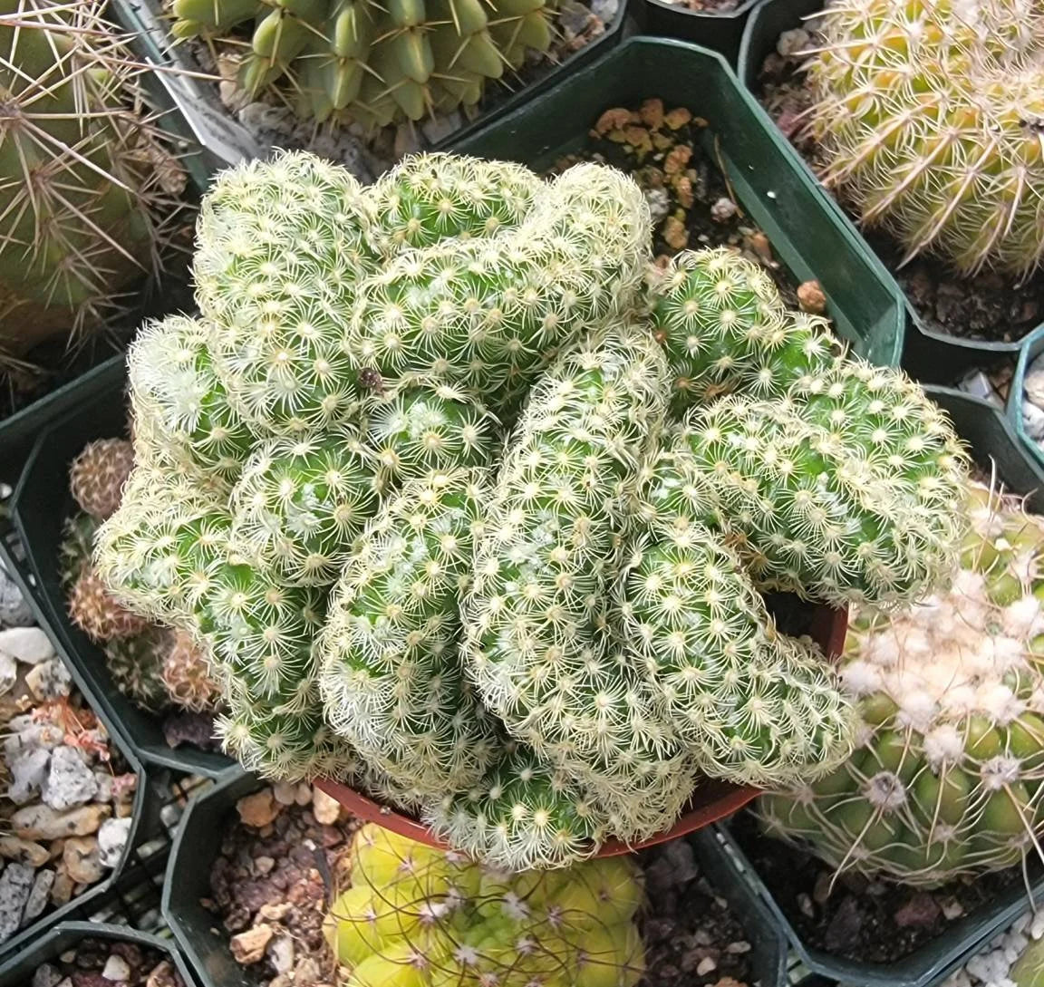 Mammillaria elongata f. cristata | Brain Cactus