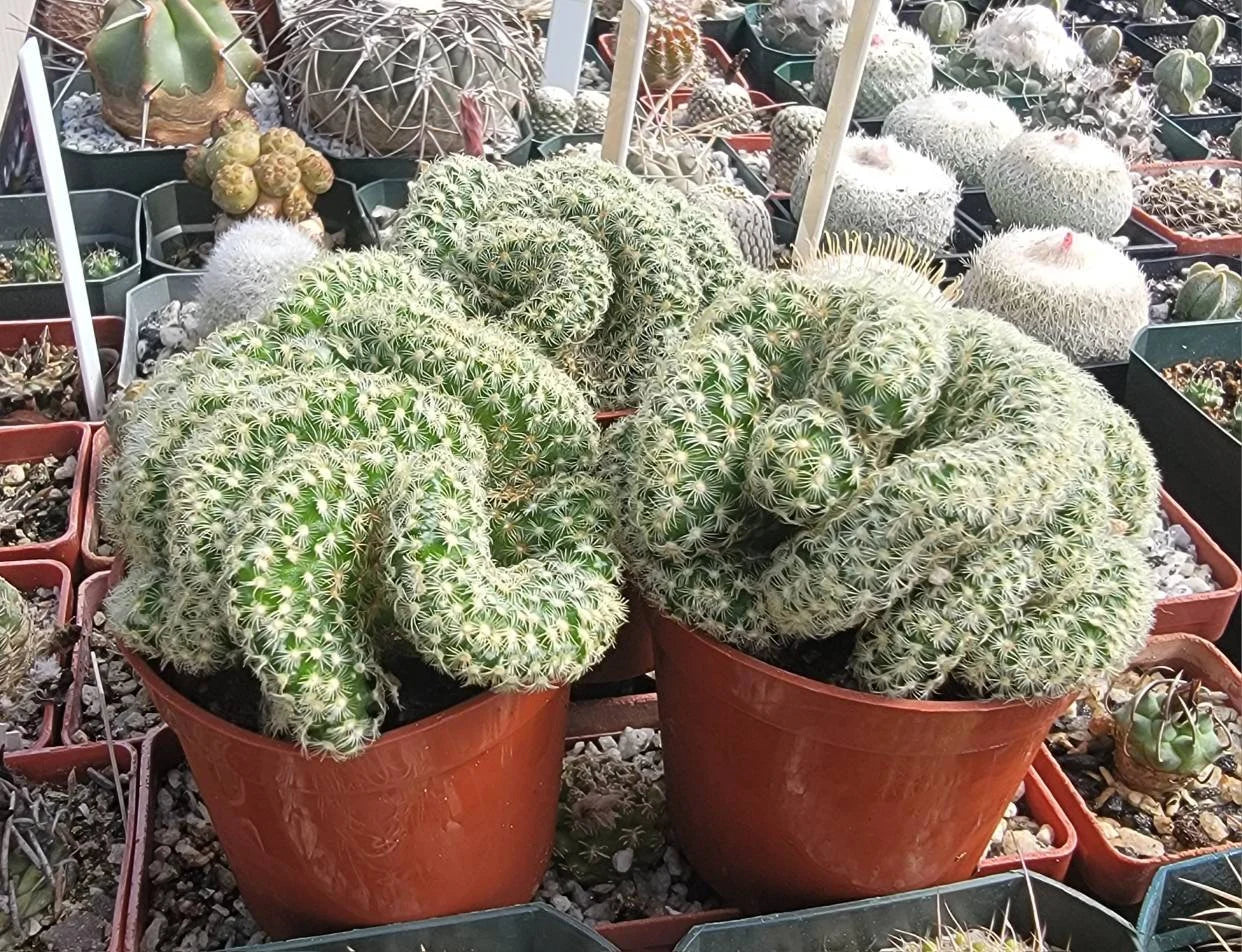 Mammillaria elongata f. cristata | Brain Cactus