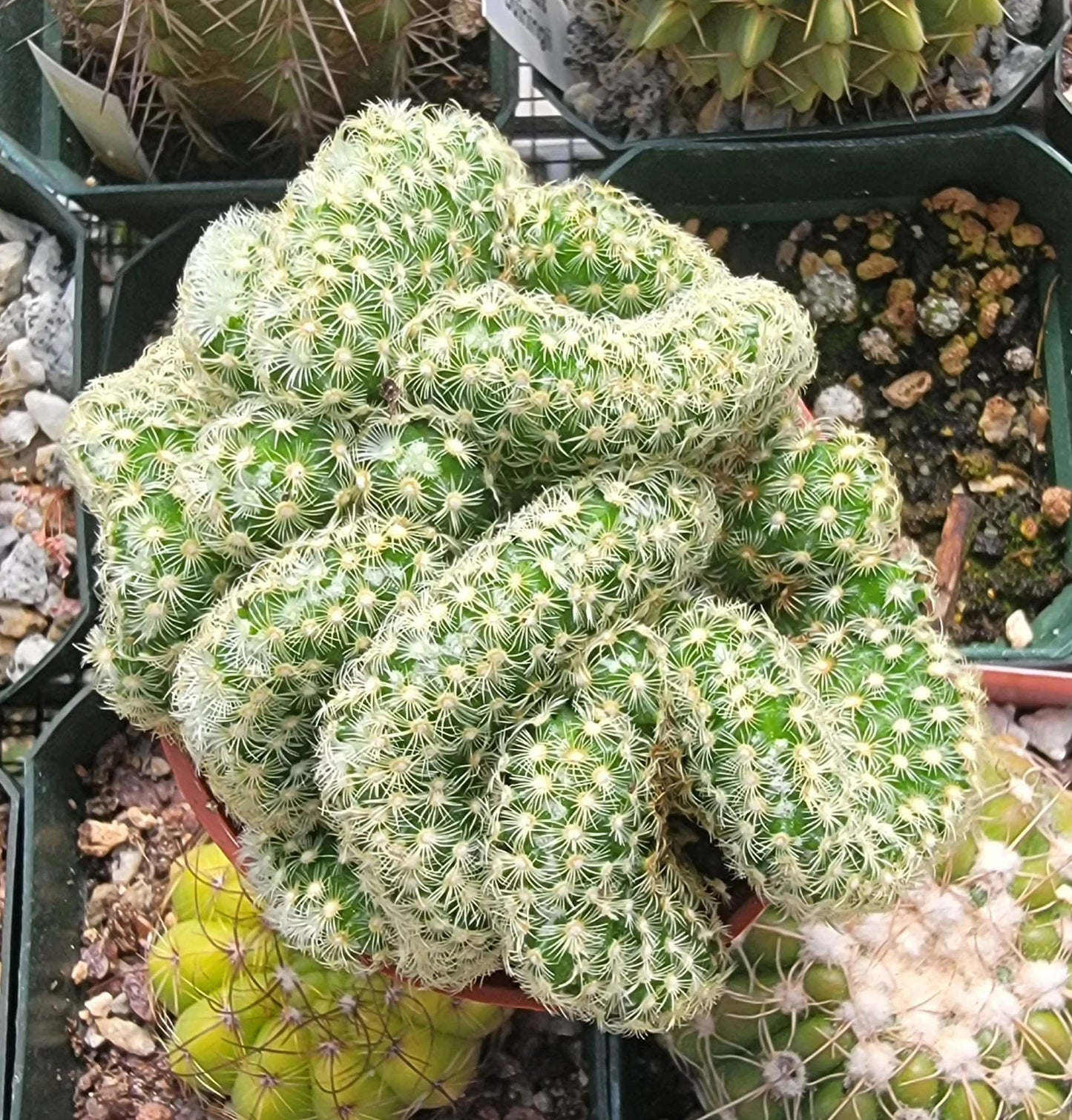 Mammillaria elongata f. cristata | Brain Cactus