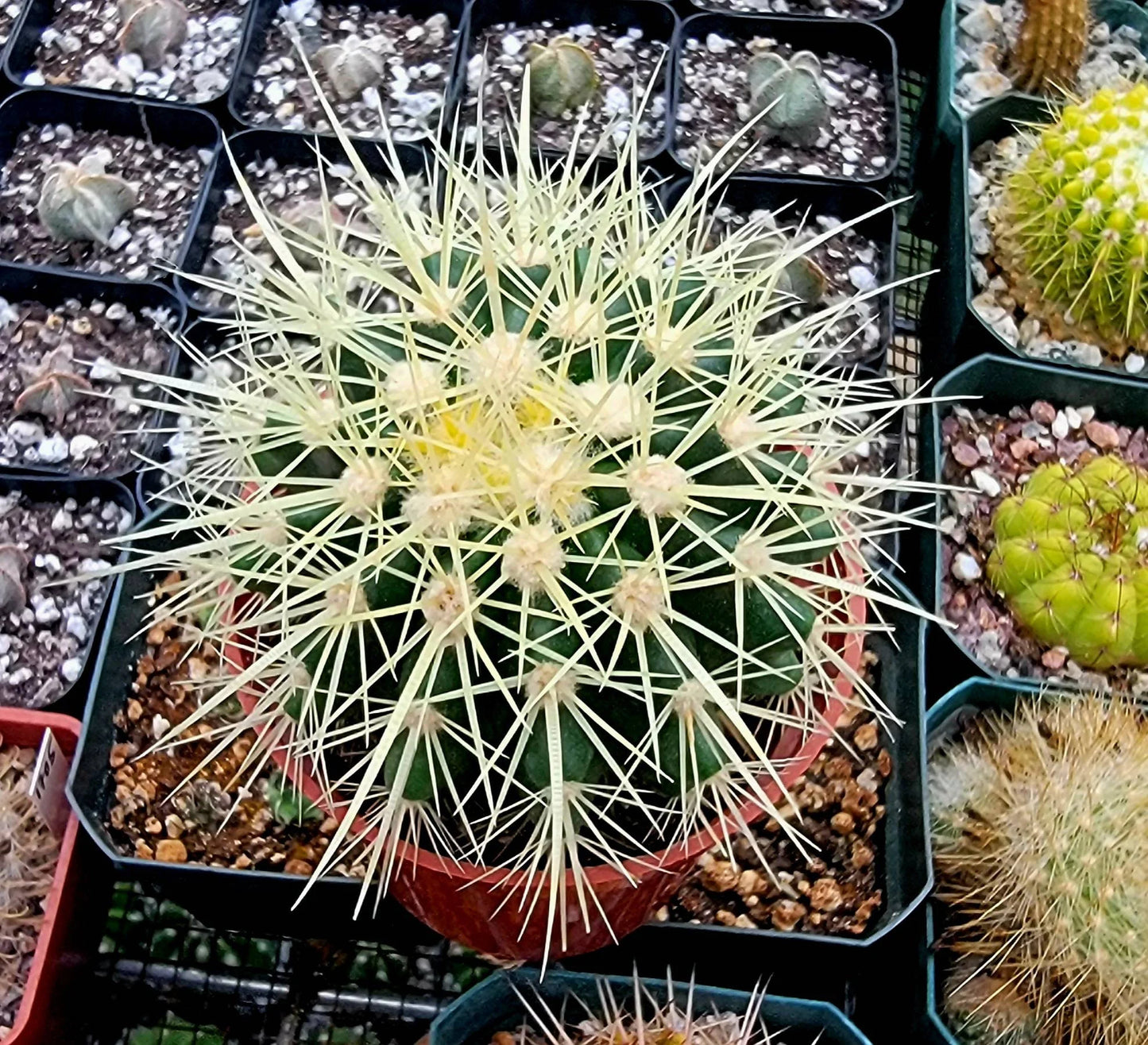 Echinocactus grusonii | Golden barrel cactus