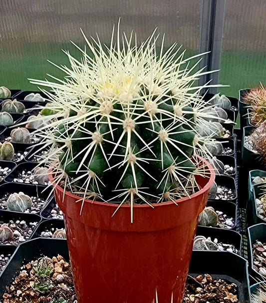 Echinocactus grusonii | Golden barrel cactus