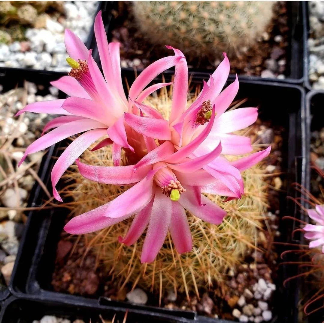 Matucana myriacantha f. roseoalba