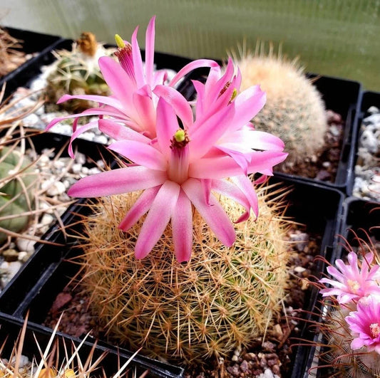 Matucana myriacantha f. roseoalba