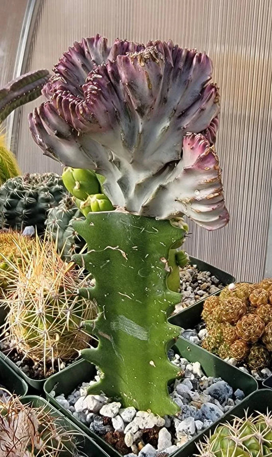 Euphorbia lactea ‘Cristata" grafted