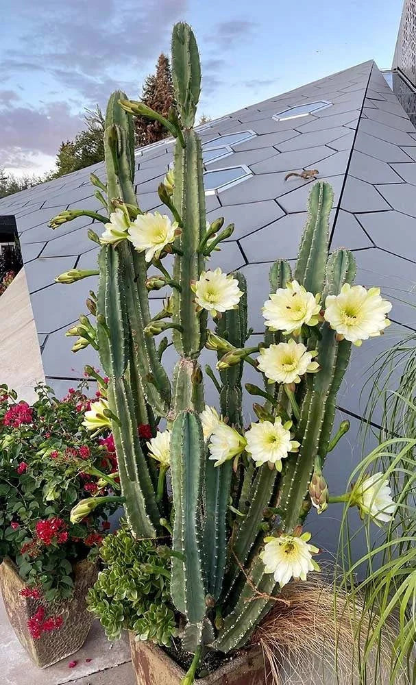 Peruvian apple cactus