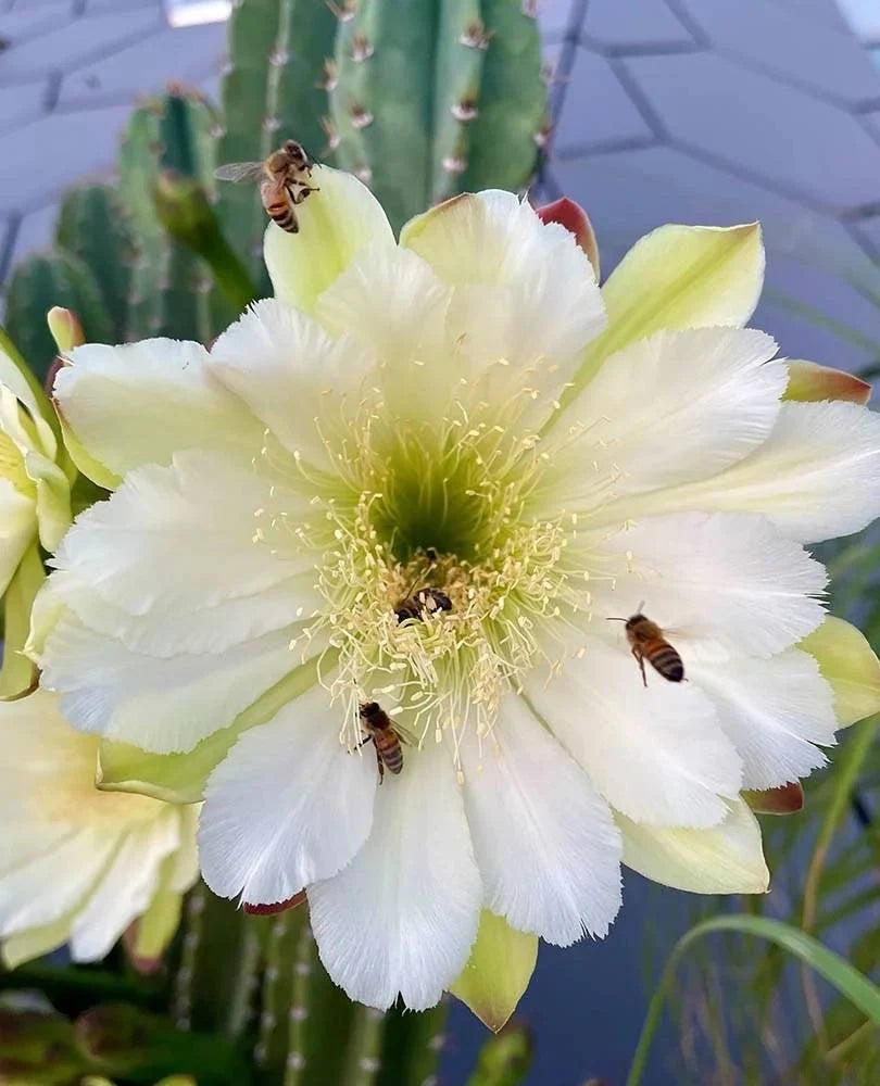 Peruvian apple cactus