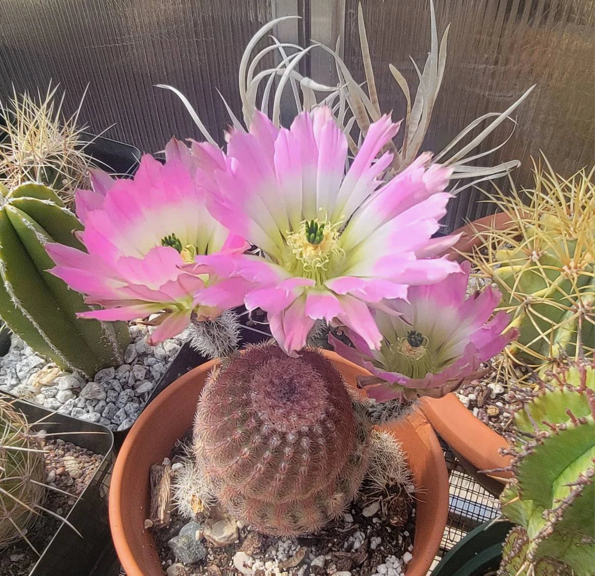 Echinocereus pectinatus| dasyacanthus