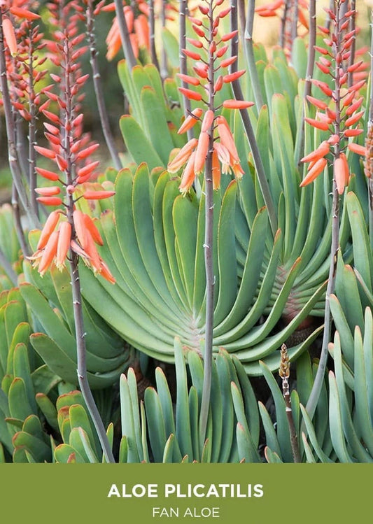 Kumara plicatilis | Aloe plicatilis | Fan Aloe