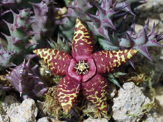 Orbea semota