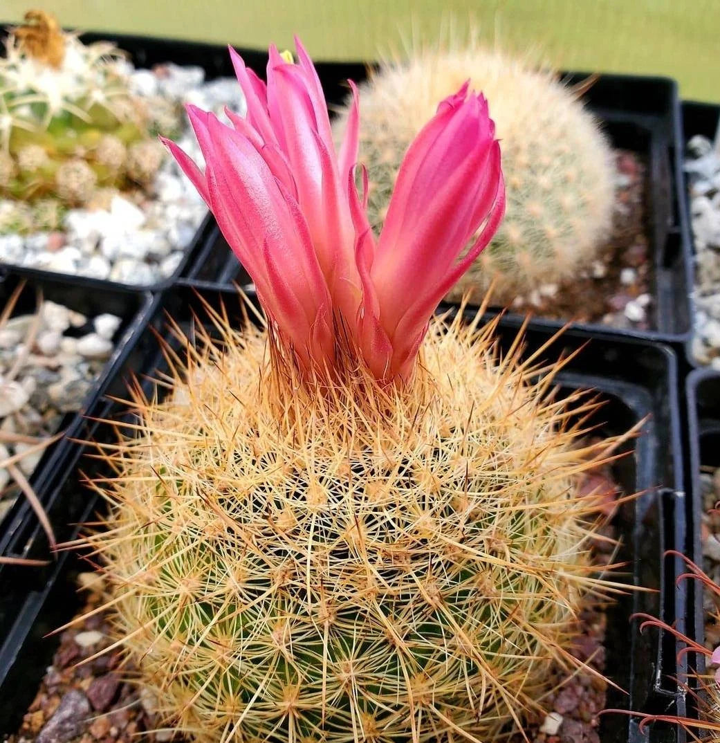 Matucana myriacantha f. roseoalba