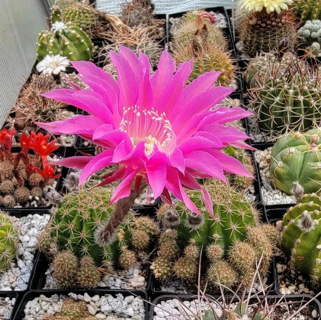 Echinopsis cv Maria Piazza