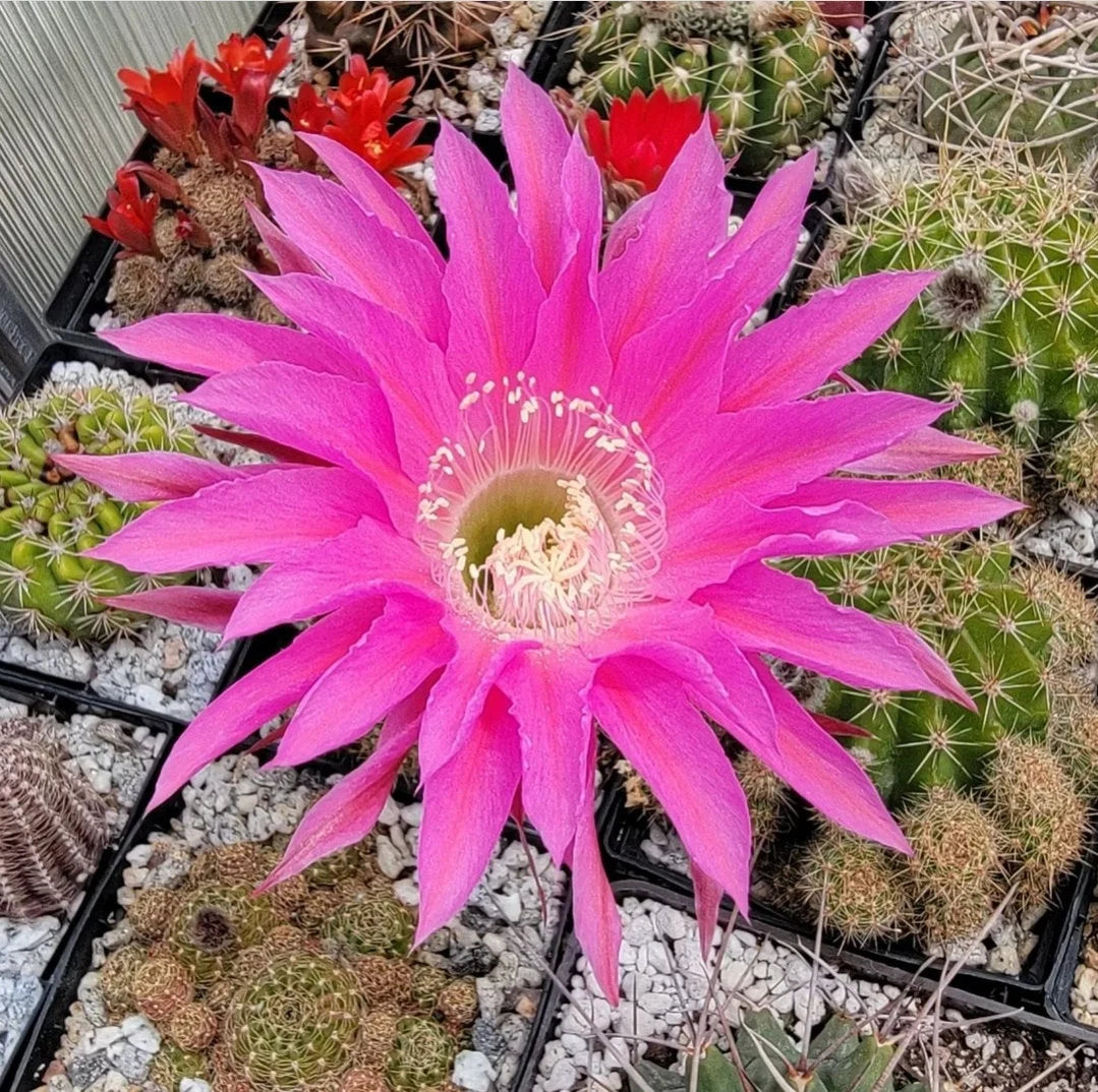 Echinopsis cv Maria Piazza