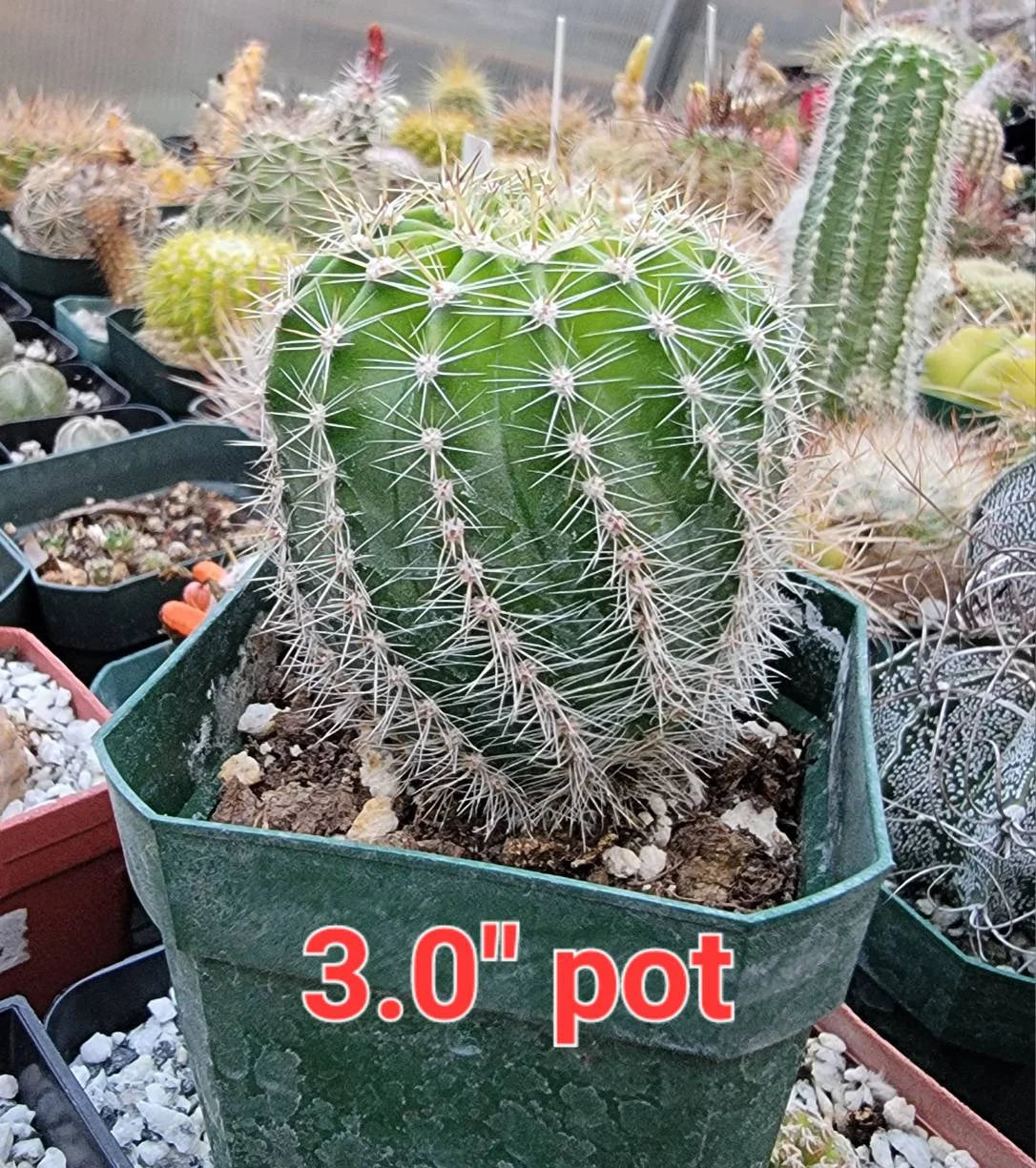 Echinopsis cv Maria Piazza