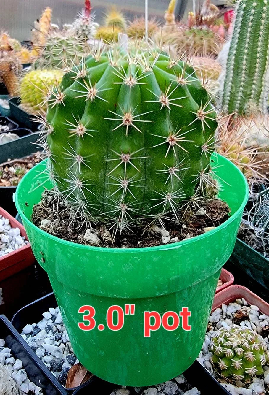 Echinopsis cv Maria Piazza