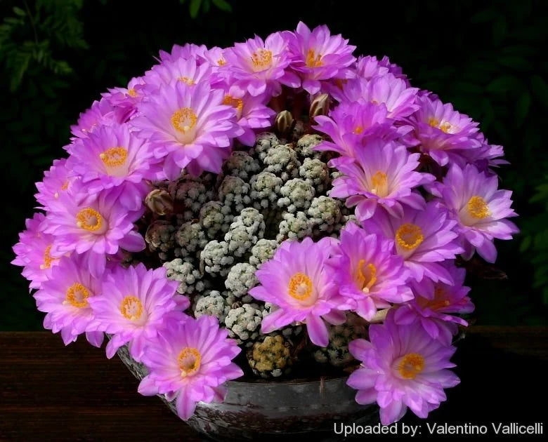 Mammillaria theresae 'Cristata'