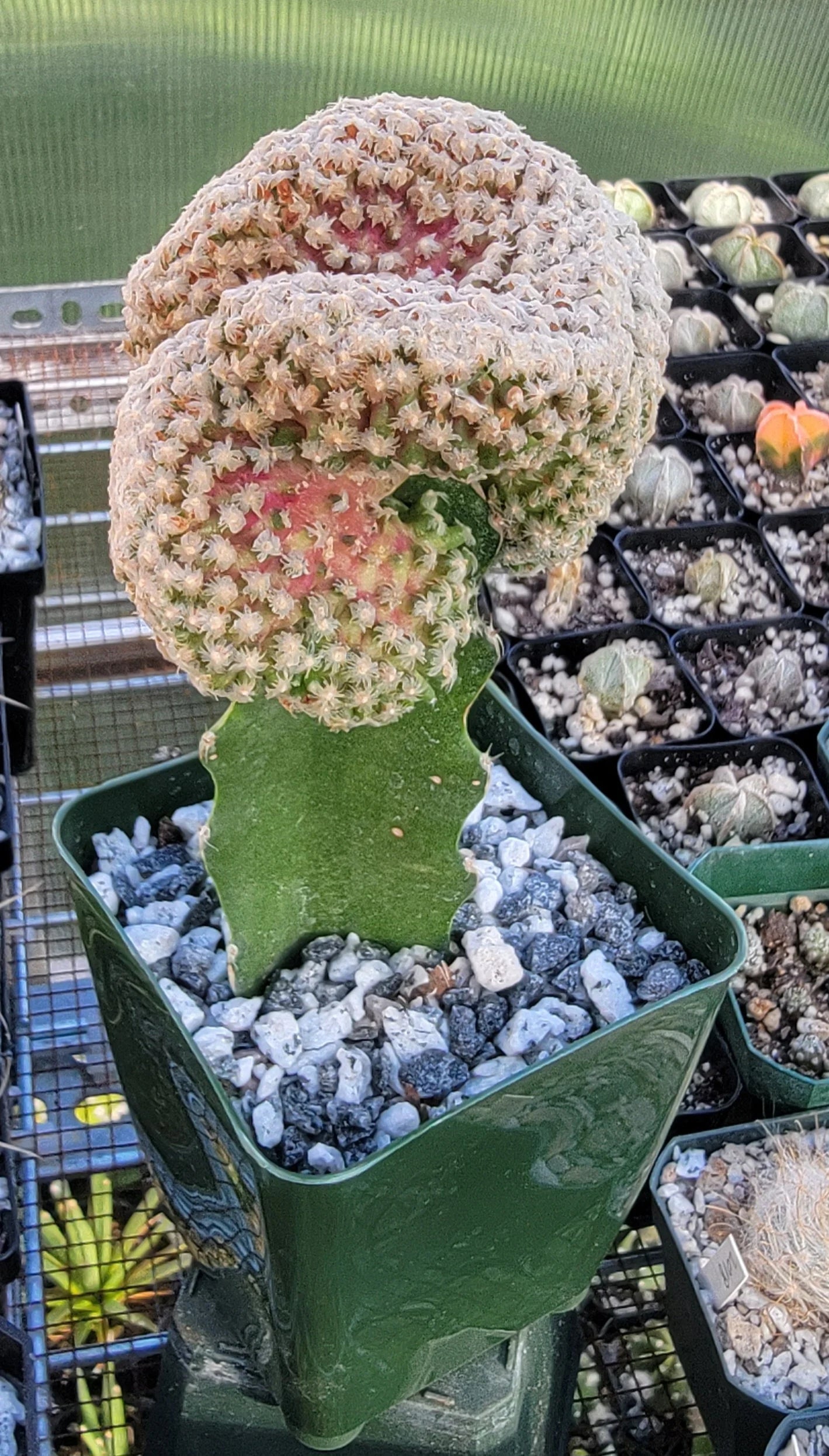 Mammillaria theresae 'Cristata'