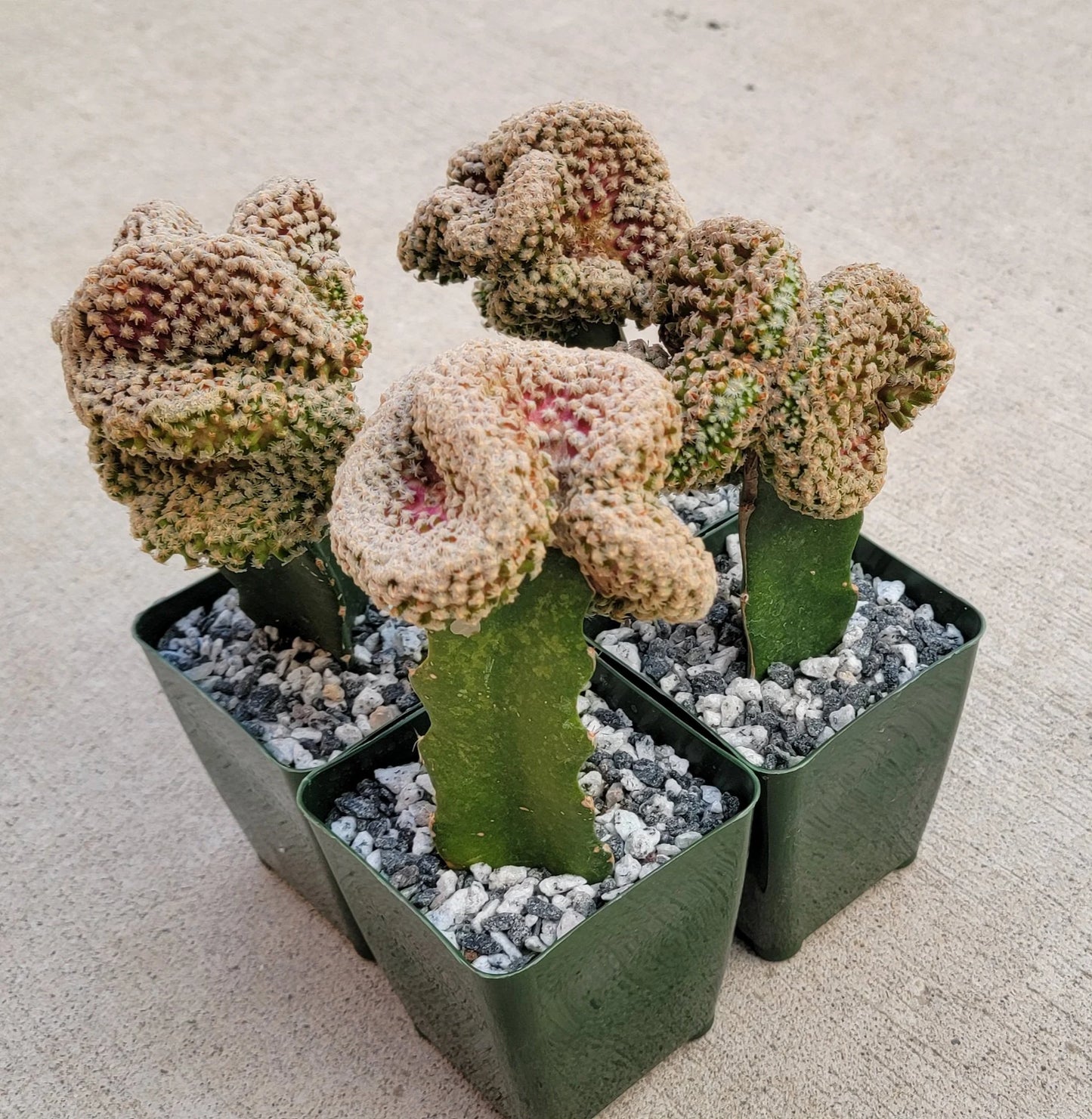 Mammillaria theresae 'Cristata'