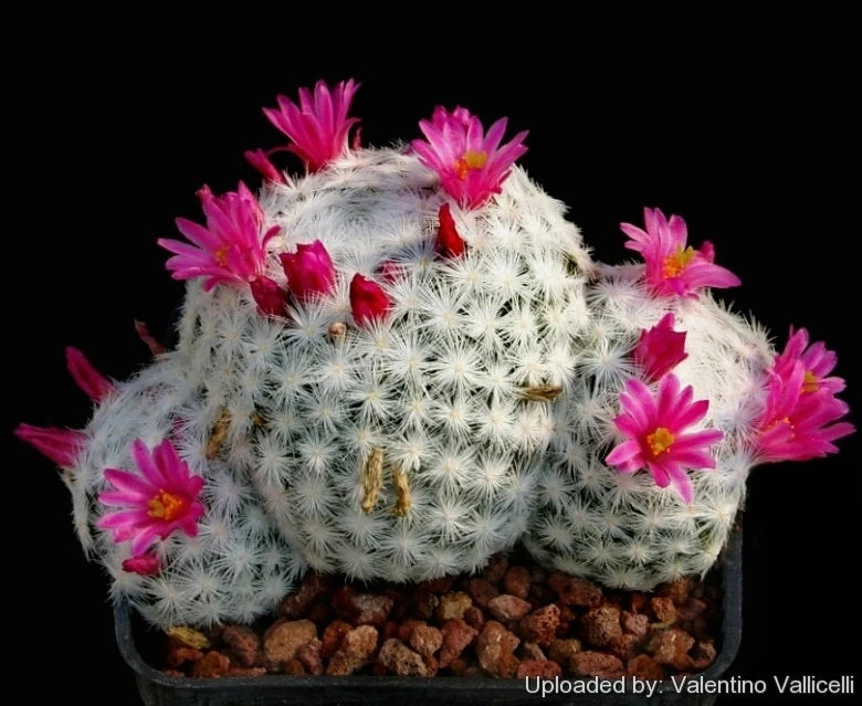 Mammillaria humboldtii grafted