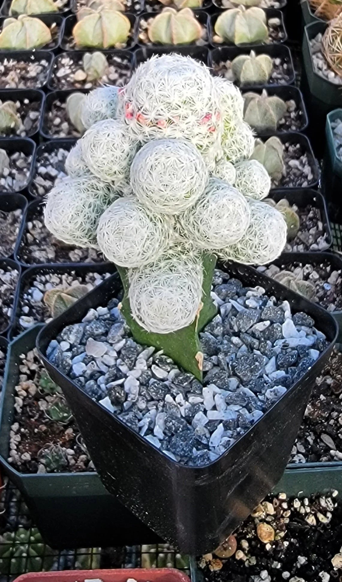 Mammillaria humboldtii grafted