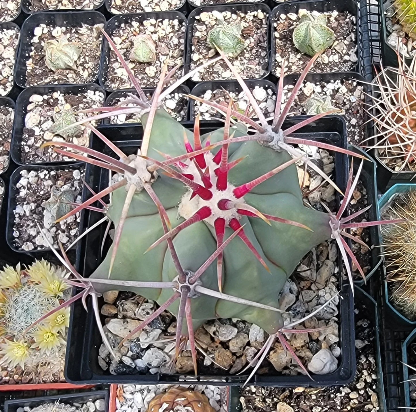 Ferocactus emoryi