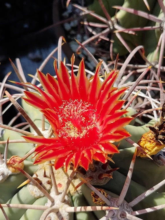 Ferocactus emoryi